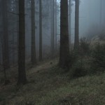 Podvečer v lese pod Bišovkou